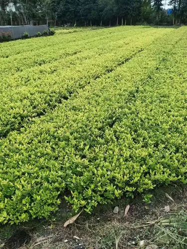 孝感最大绿化苗市场在哪里