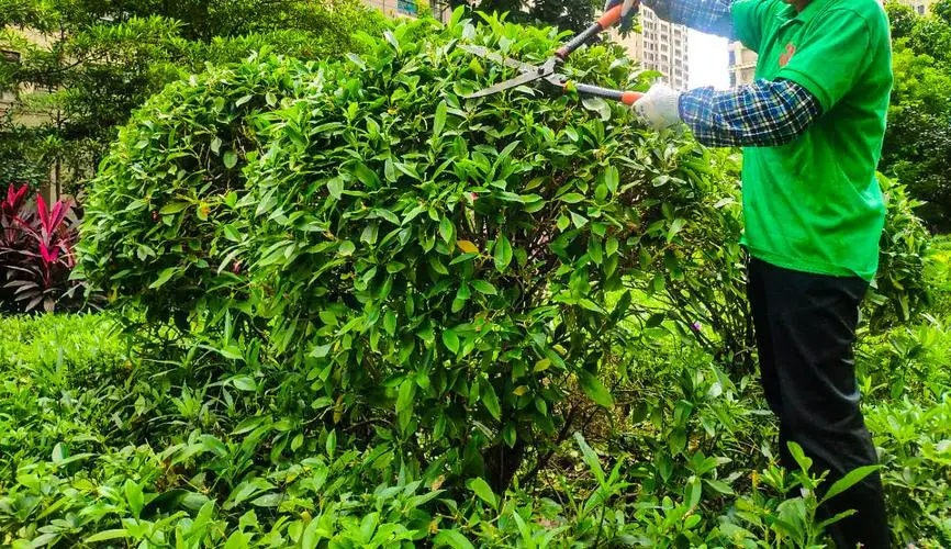 柯柯牙绿化工程纪录片素材